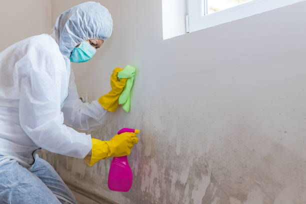 Best Mold Documentation for Insurance Claims  in Clifton Gardens, NY