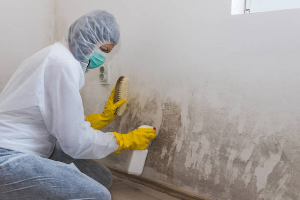 Mold Documentation for Insurance Claims in Clifton Gardens, NY