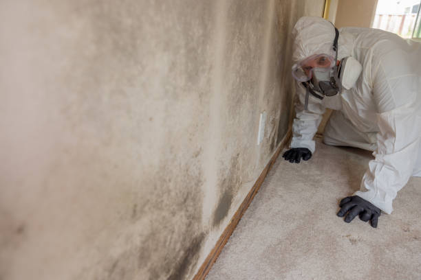 Best Attic Mold Removal  in Clifton Gardens, NY